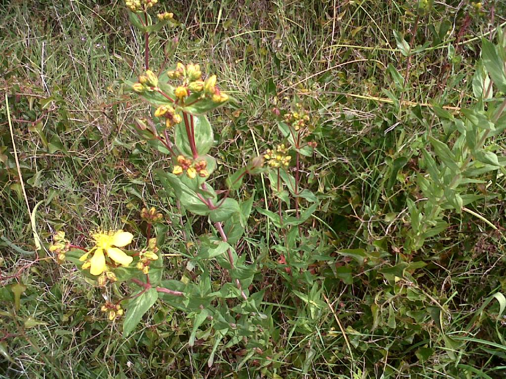 Hypericum sp.